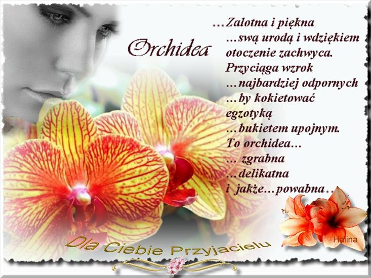 halko51 - orchidea.jpg