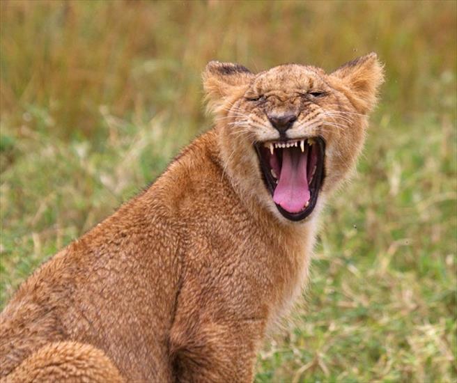 Królestwo zwierząt - lion-cub-maasai-mara-kenya-10-sept-2012-img_2137.jpg