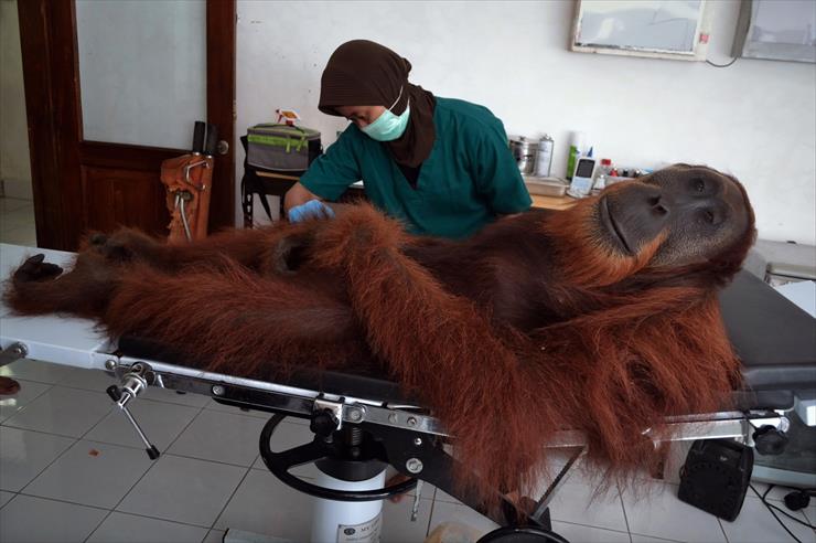 ŻYCIE_PRZEZ_OBIEKTYW_ - orangutan - operacja.jpg