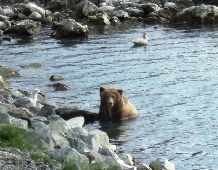Niedzwiedzie - bear-swimming-web.jpg