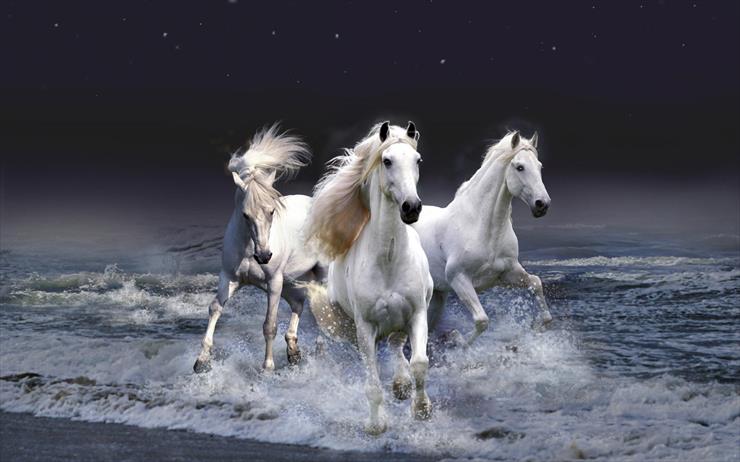 zachomikowane - Photoshop_Three_white_horses_016963_.jpg