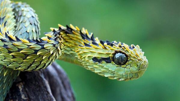 Najdziwniejsze zwierzęta świata ilustracje - Wąż atheris hispida.jpg