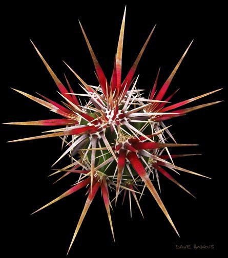 Kwitnące kaktusy - Opuntia invicta AB1.jpg