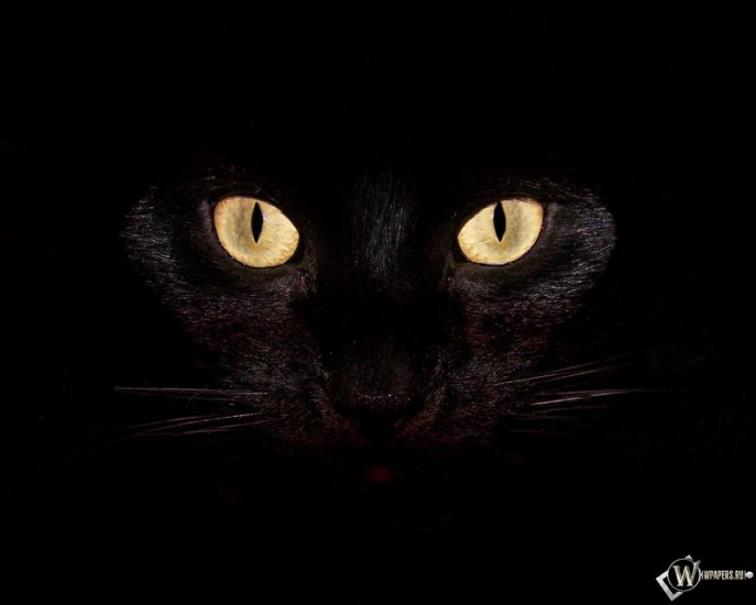 Czarne koty - .jpg