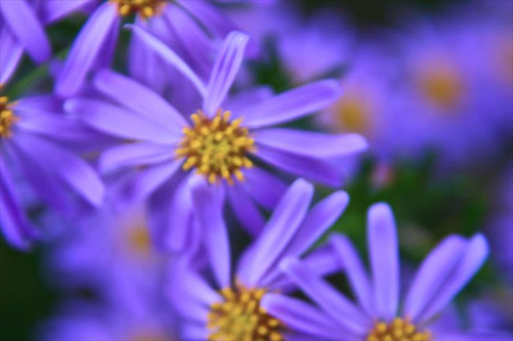 KWIATY FIOLETOWE - violet-flowers-m-bleichner.jpg