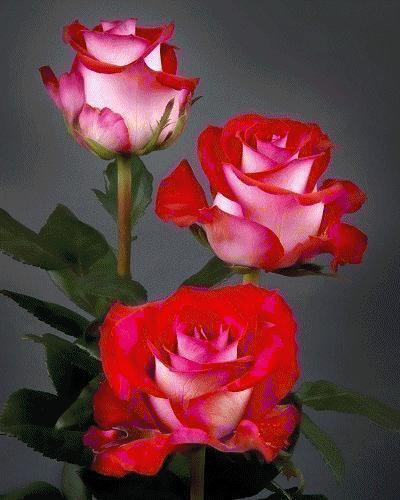 Kocham róże - animki 174.gif