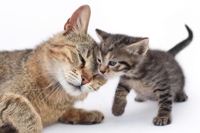 Kociaki i ich Mamy - MotherCat-Kitten2121x1414.jpg