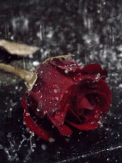 róże czerwone 2 - wetrose_xzhunxse.gif