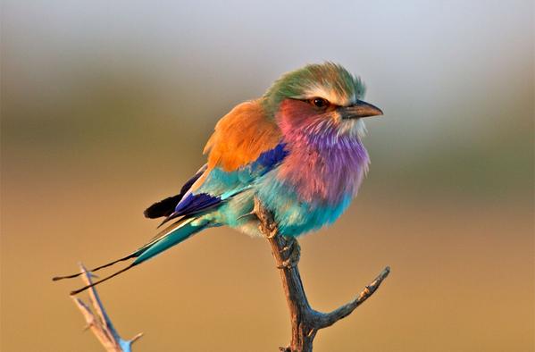 Najdziwniejsze zwierzęta świata ilustracje - Ptak coracias caudatus.jpg
