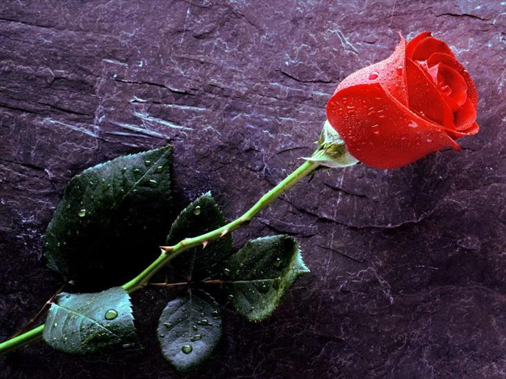 Kocham róże - tapety-17.jpg