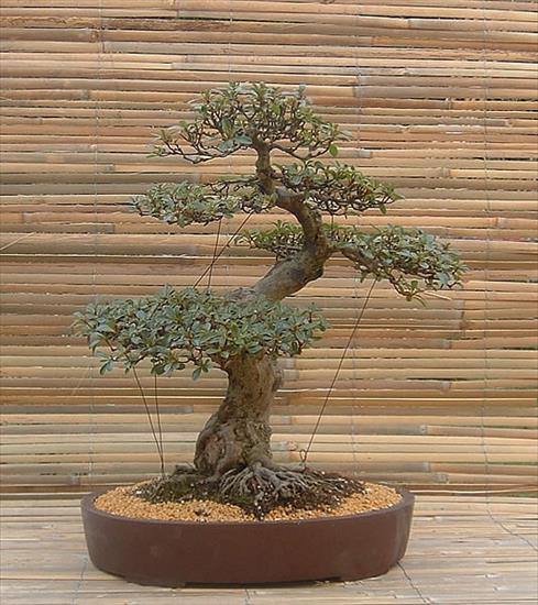 Drzewka BONSAI - bonsai.jpg