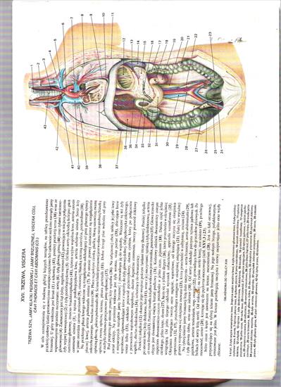 Mały Atlas Anatomiczny - Obraz 018.jpg