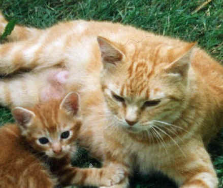 Kociaki i ich Mamy - ak-Mom-kitty-a-9_02.jpg