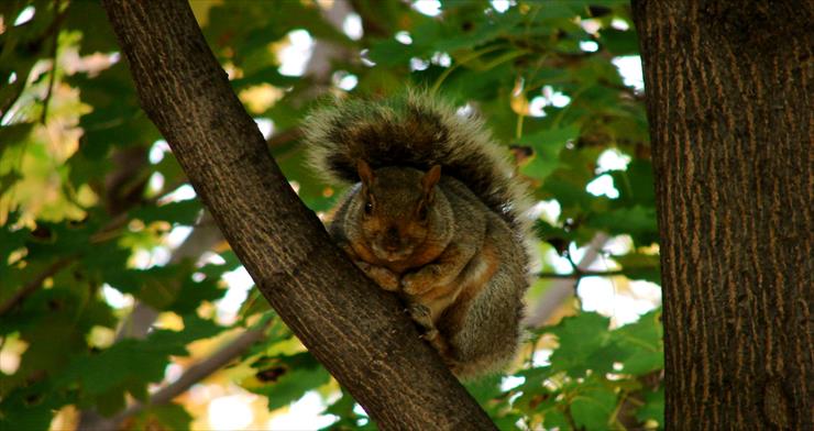 Montreal - montreal-squirrel2.jpg