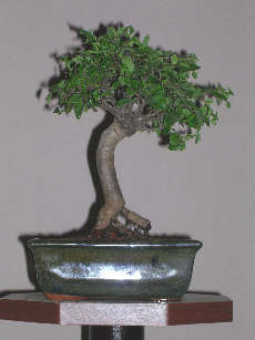 BONSAI-JPG - bonsai 194.jpg