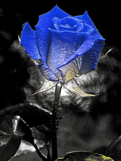 Motywy roślinne - Blue_Rose-tapety-abstrakcyjne.jpg