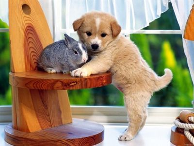 Prawdziwa przyjaźń - królik i piesek.jpg