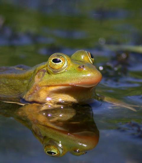 FOTO PŁAZY I GADY - 157.jpg